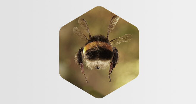 Kann eine Hummel fliegen? Eine Erfolgsgeschichte. 