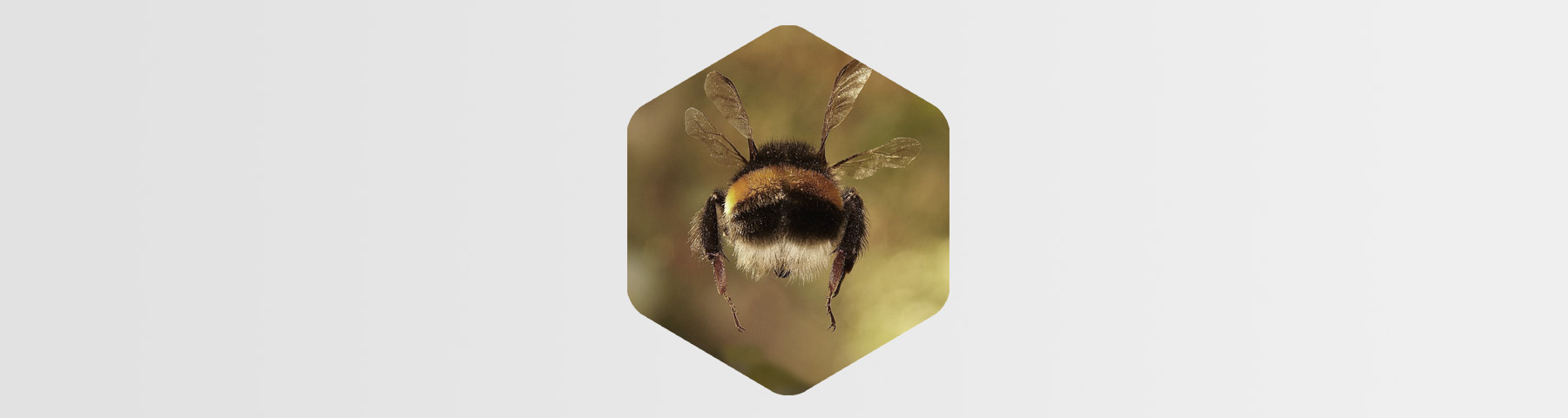 Kann eine Hummel fliegen? Eine Erfolgsgeschichte. 